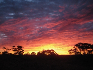 Beautiful sunset over the trees